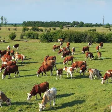 Exploring Microgreen Farming Practices And Business Strategies With Donny Greens