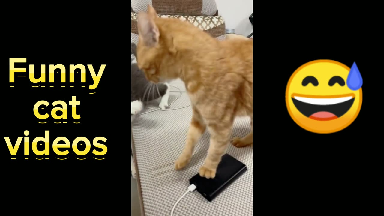 Cat playing funny moments 😅