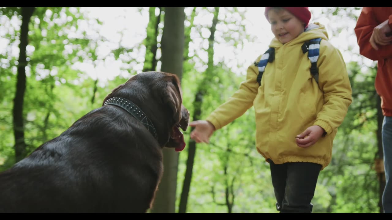 Cute young boy playing with Cute big dog.,,#dog #cat #animals.