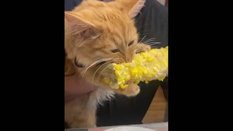 Cat adorably shows love for corn