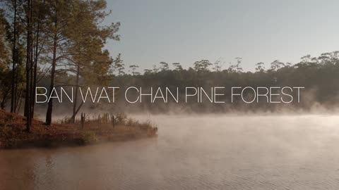 Chan Pine Forest ( Thailand )