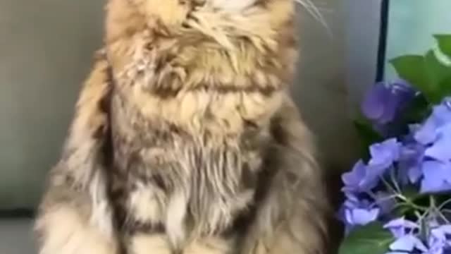 Aww Lovely Cat Funny Video 😻🐯🤔