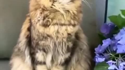 Aww Lovely Cat Funny Video 😻🐯🤔