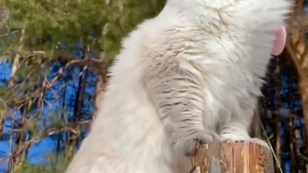 Best Funny Animal Videos 2022 🤣- Funniest Dogs And Cats Videos