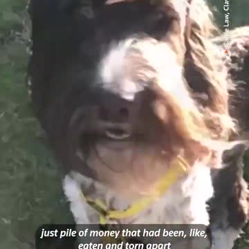 Dog eats $4,000, leaves owners 'in shock'