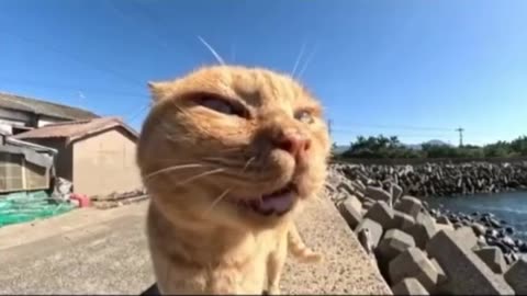 Funny cat dog animal videos on Instagram Tiktok #shorts #funnyanimals #مضحك