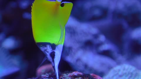 See Yellow Longnose Butterflyfish how swim