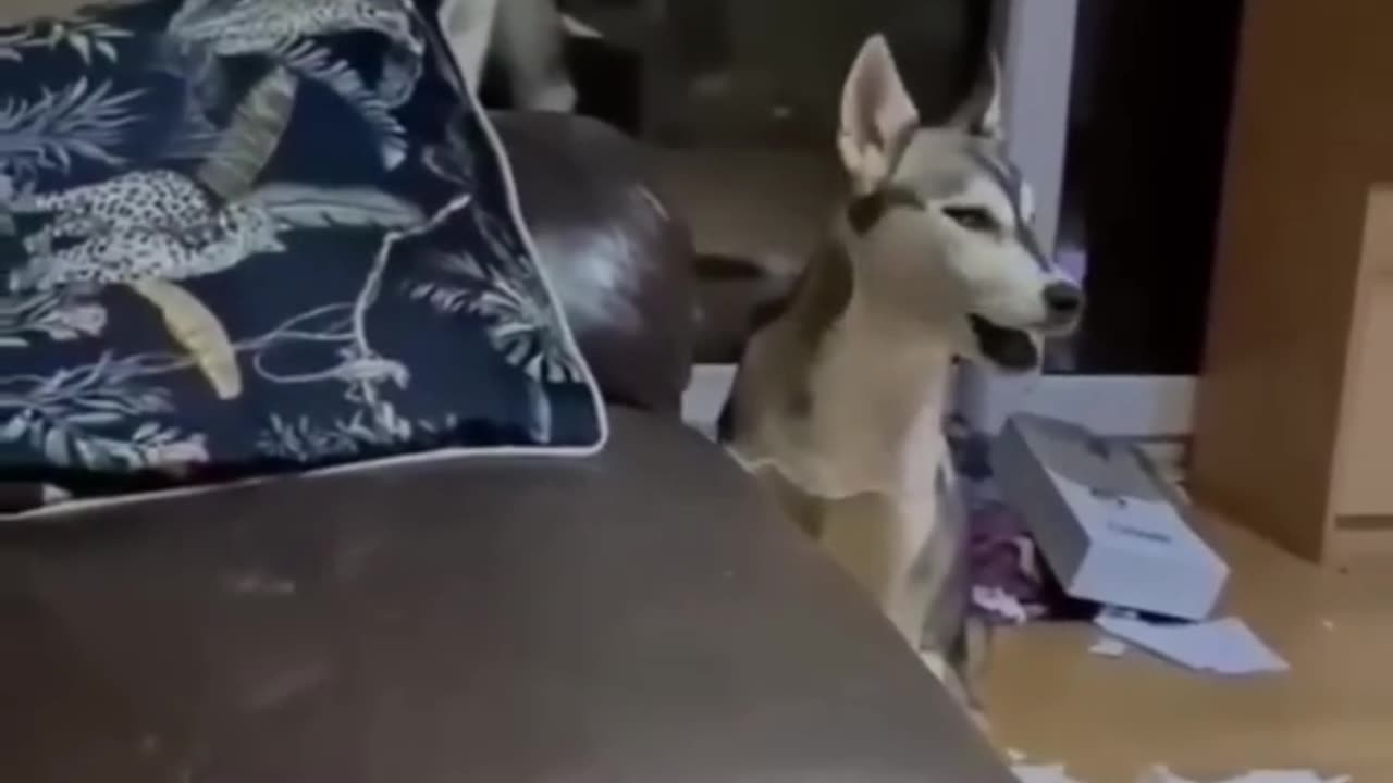 Funny Animal ll 🤣 fun