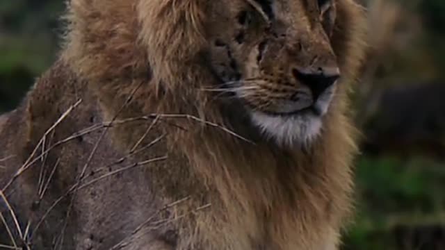 The lion is a man