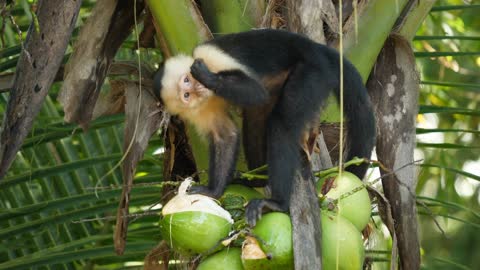 funny monkey 1