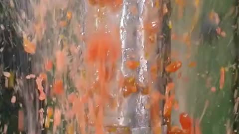 Tomatoes vs. 150 ton hydraulic press 🫣