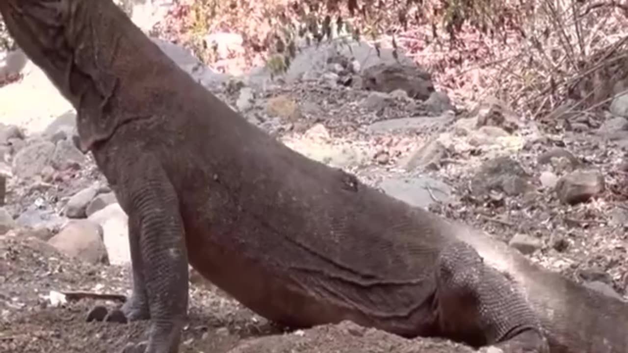 Komodo Dragons Have Swallowed 1 Goat but are still trying to find more prey