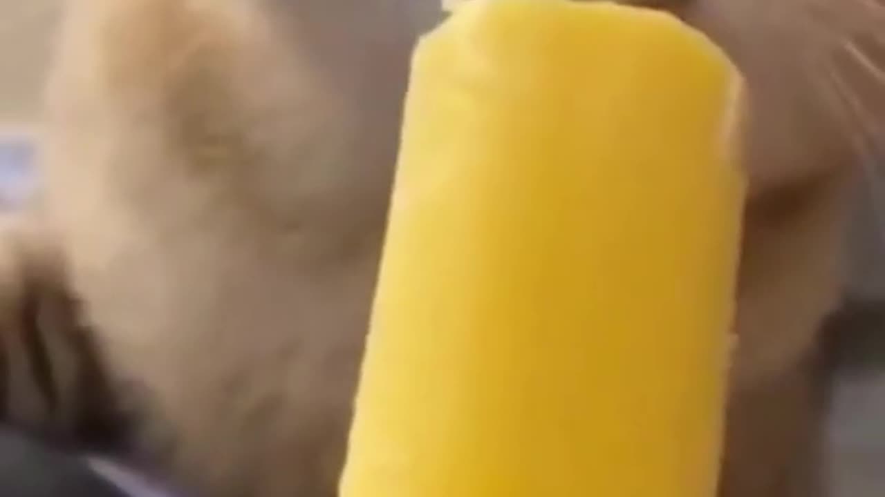 Funny animals pt. 2