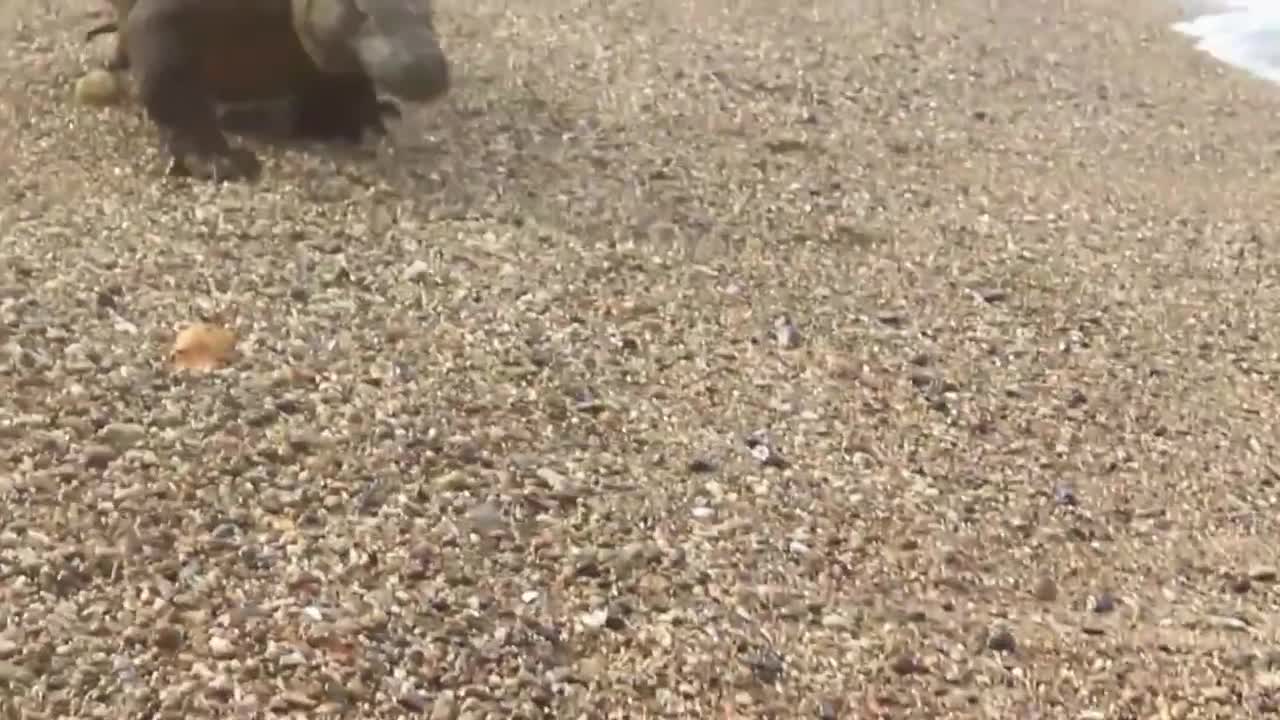 Tense Moments: Komodo Dragon Attacks and Swallows Sea Animals