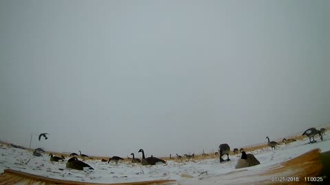 Western Nebraska Goose hunt