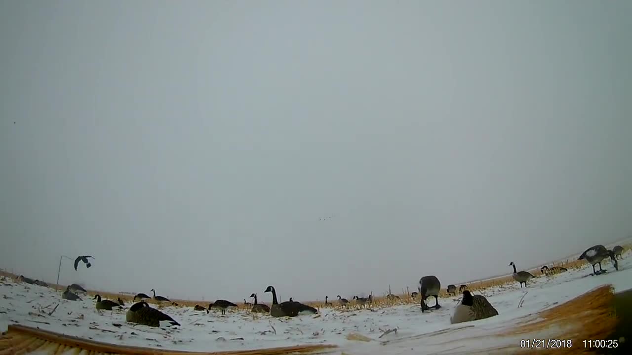 Western Nebraska Goose hunt