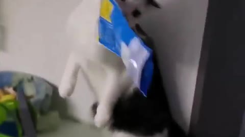 Cat, feed myself