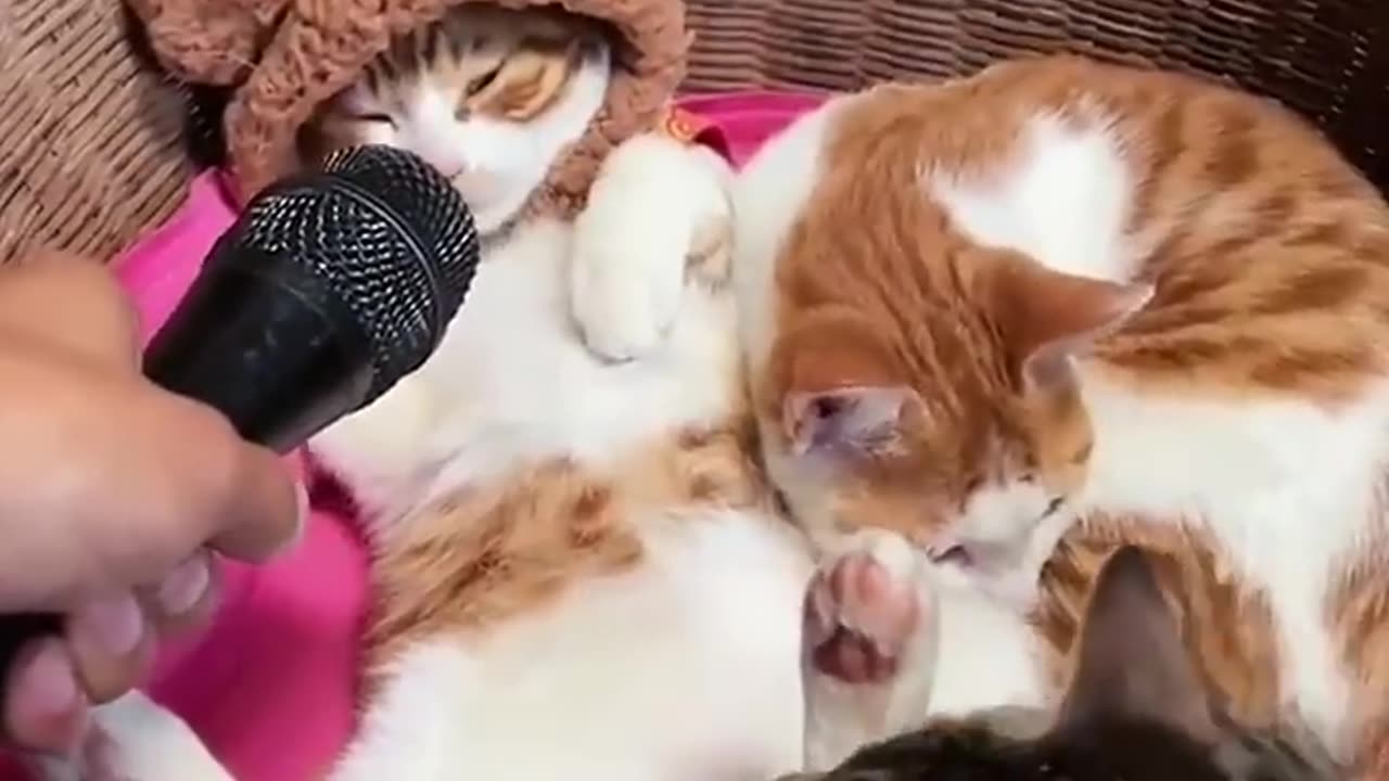 Funny and Cut Cats