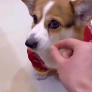 the dog said: trick me all the time Sen