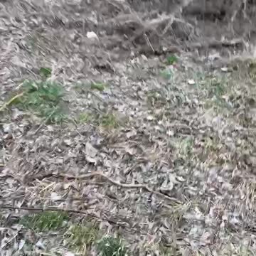 Ukraine - Russian POW's Slaughtered