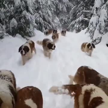 Ep. 1682 The Most Disturbing Video I’ve Seen In A While - The Dan Bongino Show