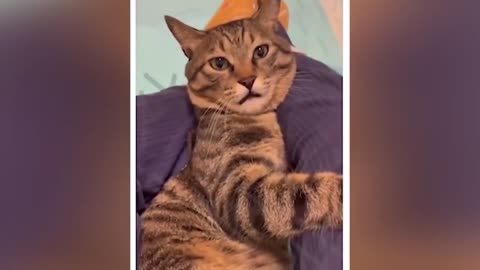 Funny Cats and Dogs videos and rumble 2024 new video
