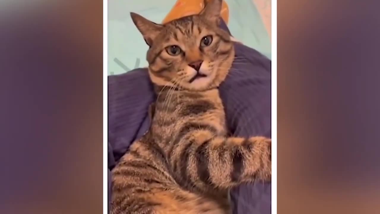 Funny Cats and Dogs videos and rumble 2024 new video