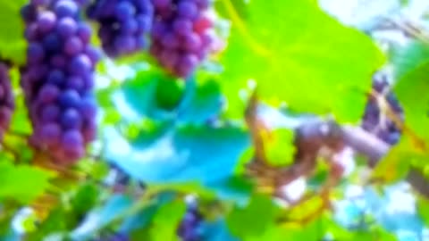 Beautiful plant with full of grapes fruit looking so nice