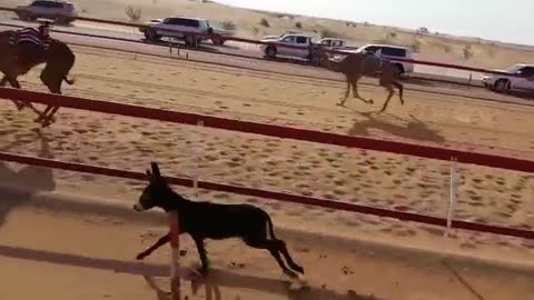 Little donkey races camels