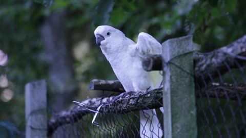 Tell me what kind of beautiful parrot??