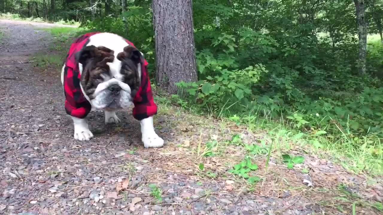 Bulldog busts out his buffalo plaid on Labor Day