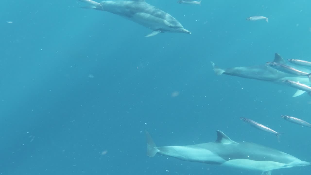 Group of Dolphins Swimming Underwater