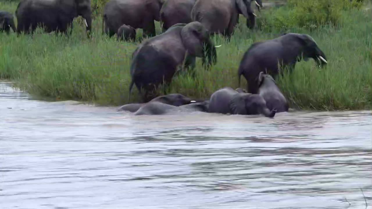 Elephants swimming pool