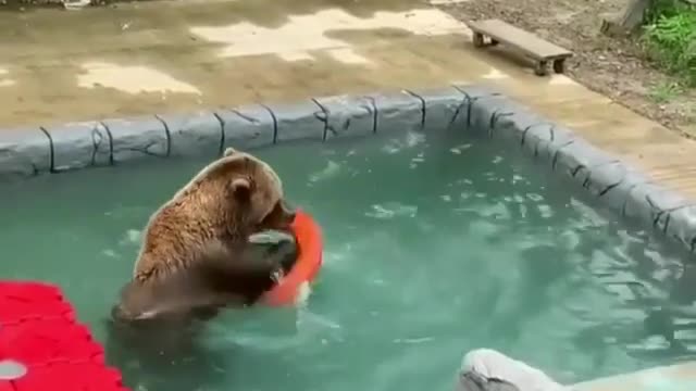 Brown bear swims just like a kid and loves to play the water.