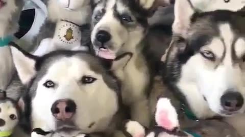 Funny animal videos|Cute animal videos |Funny dog&cat videos|Hilarious pet videos|Funny video