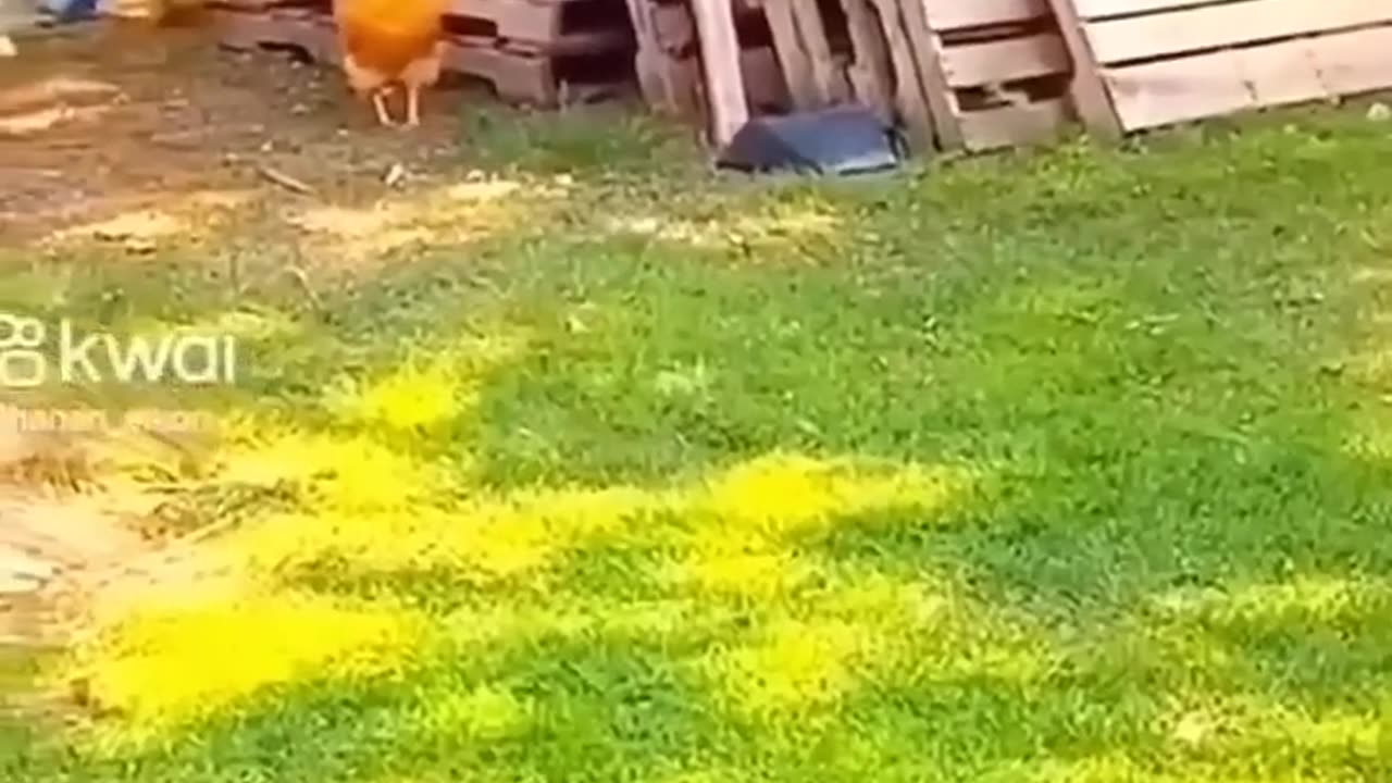 Chicken and Dog playing