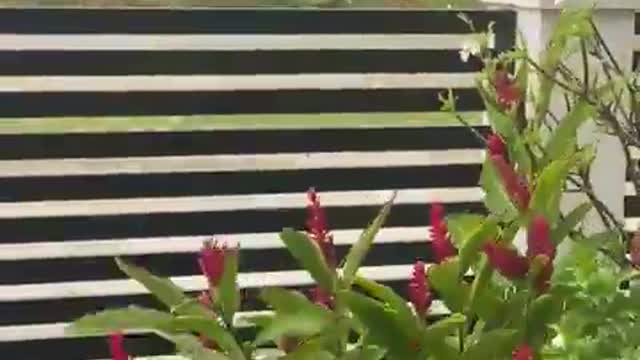 Hurricane Lisa causing damage