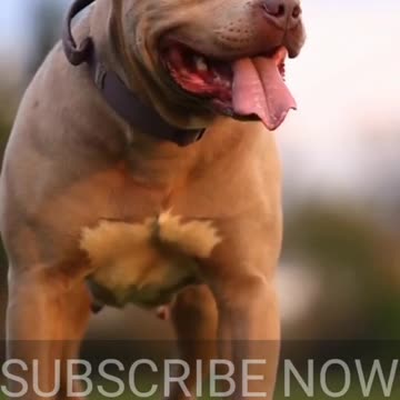 RESPECT FOR DOG 💯🔥🔥💯😘🐕