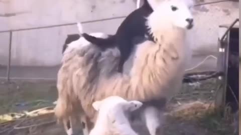 Funny🤣🤣 Animal's video's 2023