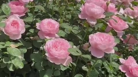 Roses