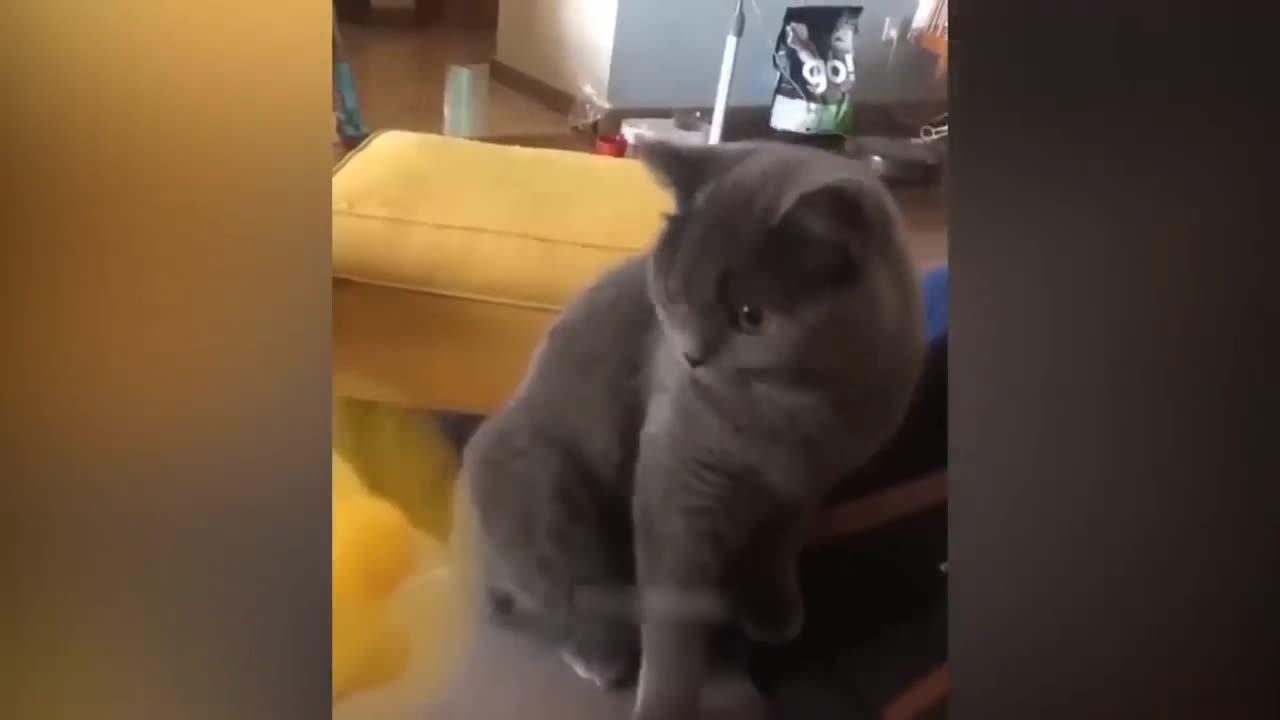 Cats funny video,