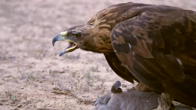 Golden Eagle With Prey