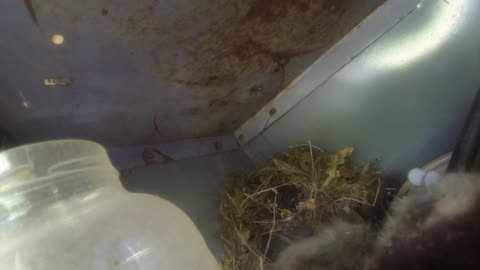 bird baby's in the nest