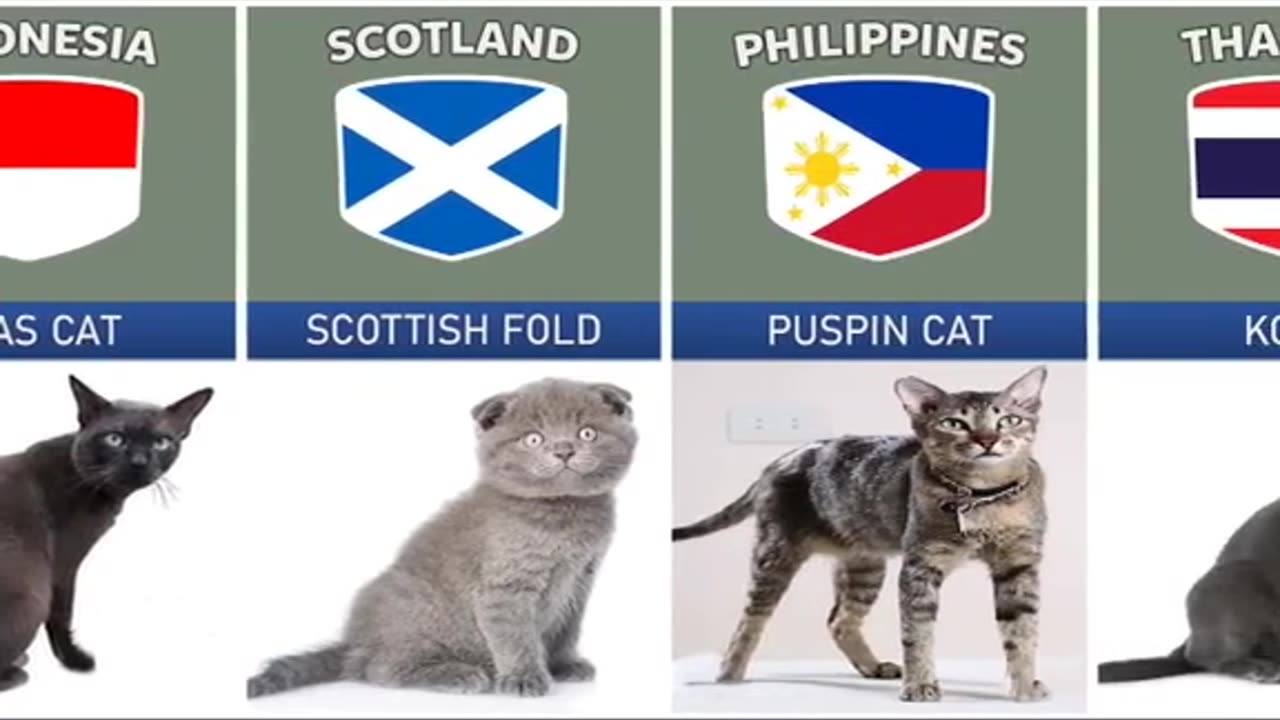 Cat breeds from différents countries