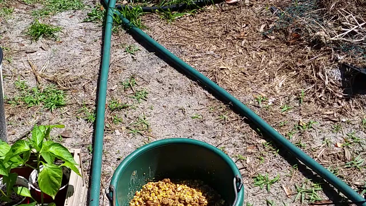 Bud Light Chicken Feed
