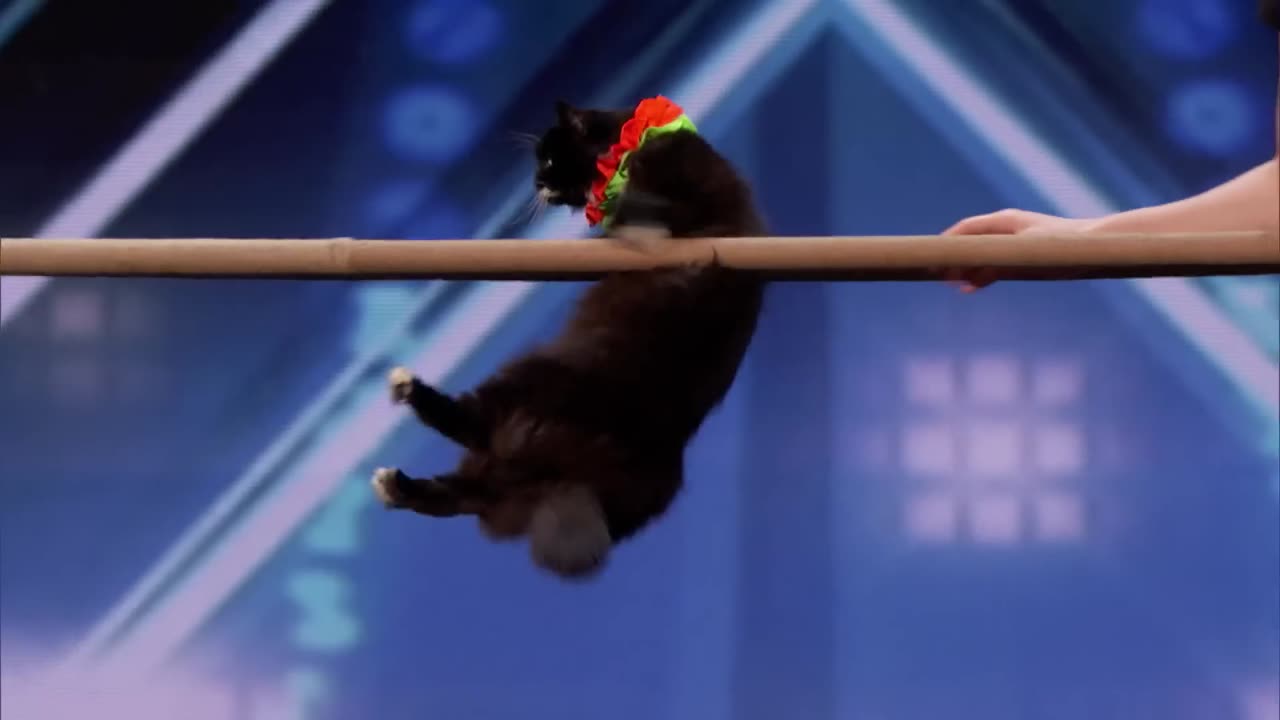 Super trained cats perform Exciting Routine America s got talent 😺