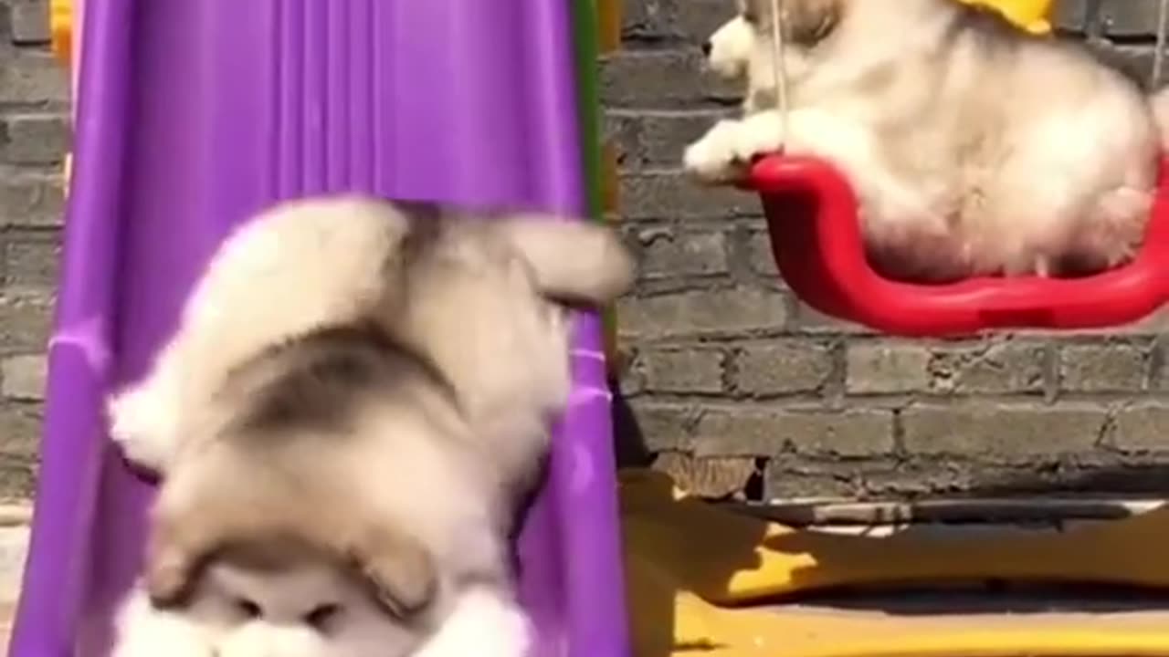 cute dog🥰