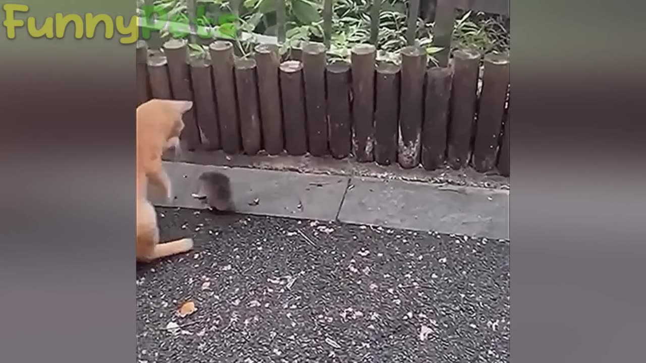 Best Funny Video of Animals