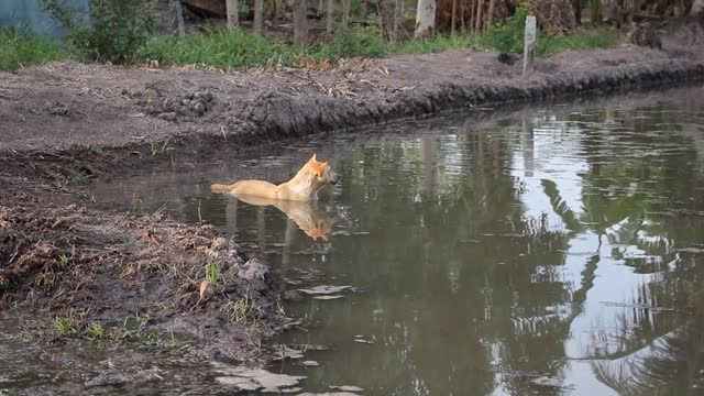 A dog that enjoys water