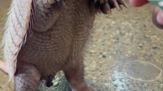 Brillo the Armadillo enjoying some food.
